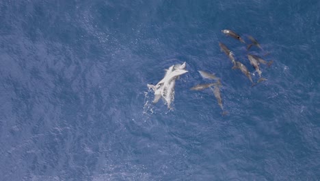 A-large-pod-of-Dolphins-engage-in-mating-and-courtship-behaviour-in-the-blue-ocean-water