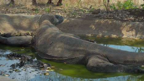 Komodo-dragon-resting-in-a-small-concrete-pond