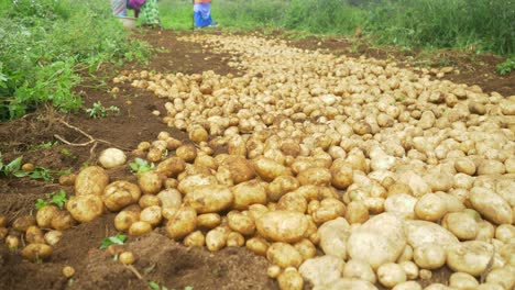 Nahaufnahme-Von-Frisch-Geernteten-Kartoffeln-Auf-Dem-Feld