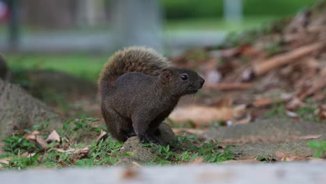 A-curious-Pallas's-squirrel-spotted-on-the-ground,-staring-at-the-camera,-then-swiftly-moves-away-when-alerted-by-its-surroundings-at-Daan-Forest-Park-in-Taipei,-Taiwan,-close-up-shot