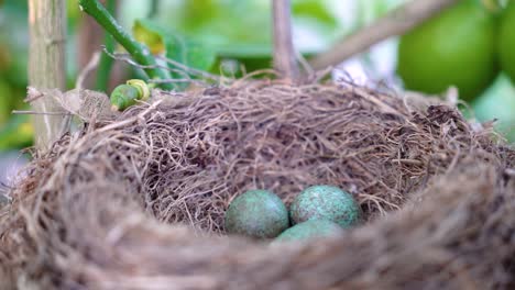 Die-Amsel-Turdus-Merula-Blau-Gefärbte-Eier-In-Einem-Nest