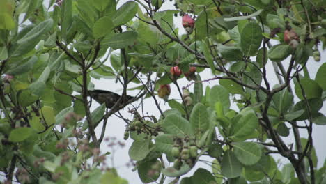 Vogel-Frisst-Reife-Cashewnüsse-Vom-Baum