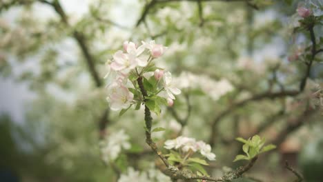 Almond-Tree-Flowers-Rustling-in-Wind