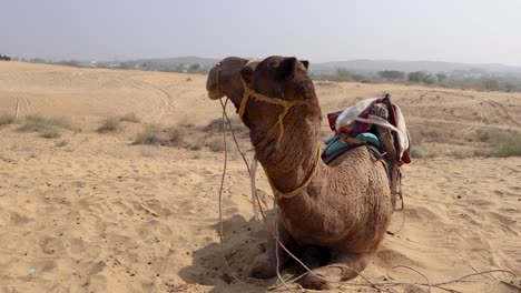 Camello-Mascota-Con-Carro-Tradicional-Sentado-En-El-Desierto-Durante-El-Día-Desde-Diferentes-ángulos,-El-Video-Se-Toma-En-Rajasthan,-India