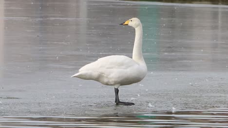 Singschwan,-Cygnus-Cygnus,-Steht-Im-Frühjahr-Auf-Einem-Zugefrorenen-See