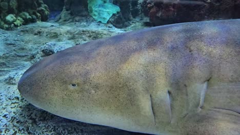 Static-view-of-nurse-shark-in-captivity,-Florida