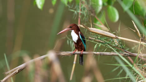 Ein-Weißkehl-Eisvogel,-Der-Auf-Einem-Getrockneten-Grashalm-Thront-Und-Auf-Beute-Wartet