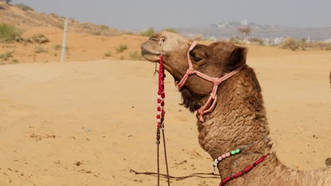 Acción-De-Masticar-Camello-Mascota-En-El-Desierto-Durante-El-Día-Desde-Un-ángulo-Plano