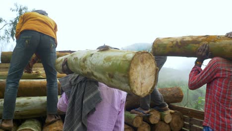 Trabajadores-Indios-Que-Transportan-Troncos-De-Madera-En-Camiones,-Proceso-De-Cosecha-De-Madera