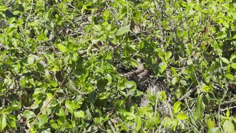 Beautiful-duck-hiding-in-the-bushes-on-a-sunny-day