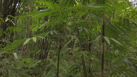 Tropical-bushy-and-dense-bamboo-forest-in-Asia