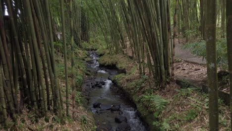 Pequeño-Arroyo-En-El-Bosque-Tropical-De-Bambú