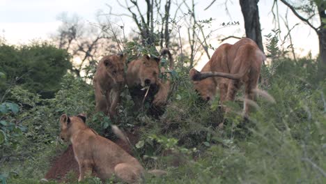 Los-Cachorros-De-León-Juegan-Entre-La-Vegetación-En-Una-Reserva-De-Caza.