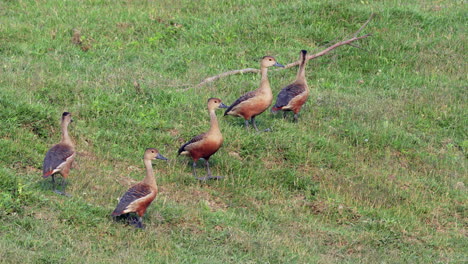 Una-Pequeña-Bandada-De-Patos-Silbadores-En-La-Orilla-De-Un-Río-En-El-Parque-Nacional-De-Chitwan-En-Nepal
