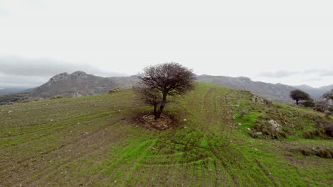 Tranquil-Hillside-in-Crete-Mountains:-Aerial-View-of-a-Lonely-Tree-Amidst-Lush-Greenery-and-Mountain-Air