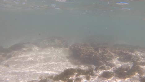 Razas-De-Peces-Kauai-Hawaii,-Convicto-Tang,-Fuerte-Corriente-En-El-Arrecife-De-Coral-En-La-Playa-De-Anini