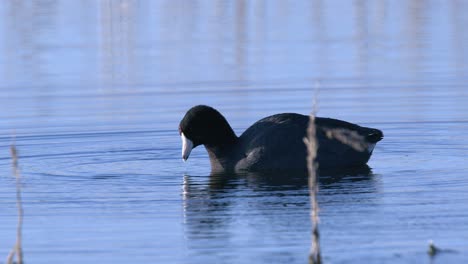 Bird:-American-Coot-spashes,-feeds-on-aquatic-plants-in-pond-close-up