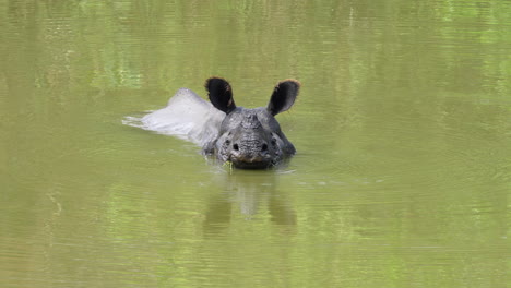 El-Rinoceronte-Indio-Con-Cuernos-Sumergido-En-El-Agua-Refrescándose-En-Un-Día-Caluroso.