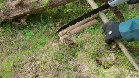 Outdoorsman-cutting-a-piece-of-wood-from-a-fallen-birch-tree-log,-at-Thetford-forest-in-the-outskirts-of-England,-in-United-Kingdom