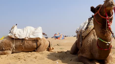 Actividad-De-Aventura-De-Paravelismo-En-El-Desierto-A-Través-De-Camellos-Sentados-Durante-El-Día-Desde-Una-Perspectiva-única.-El-Video-Se-Toma-En-Rajasthan,-India.