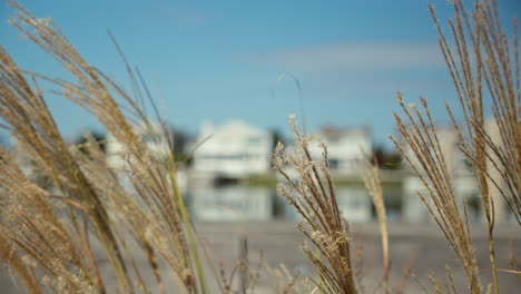 Focus-Shift-from-Windblown-Beachgrass-to-Mansions-over-Bay-in-Distance