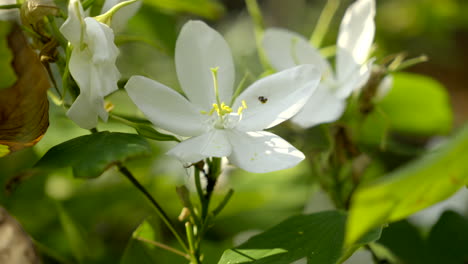 Planta-Bauhinia-Acuminata-Con-Flores-Blancas-Y-Una-Pequeña-Abeja-Volando