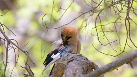 Eurasian-Jay-Juvenile-Bird-on-Pine-Tree-Preens-Feathers