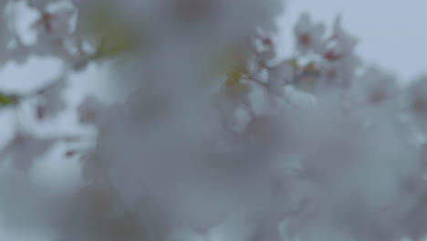 Ein-Verschwommenes-Nahaufnahmebild-Von-Kirschblüten-Mit-Einer-Verträumten,-ätherischen-Qualität-Und-Einem-Gefühl-Von-Frühling