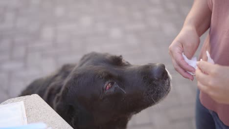 Mujer-Cuidando-A-Un-Perro-Mastín-Con-Conjuntivitis-Limpiando-Los-Ojos.