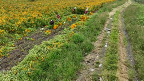 Aerial-video-of-marigold-flower-crops-and-a-group-of-farmers-harvesting-the-flowers-for-the-autumn-season