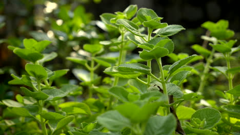 Imágenes-De-Primer-Plano-De-Plantas-De-Menta-Mexicana-Que-Crecen-En-El-Jardín-A-La-Luz-Del-Día,-Vista-De-Primer-Plano-De-La-Hierba-Ajwain