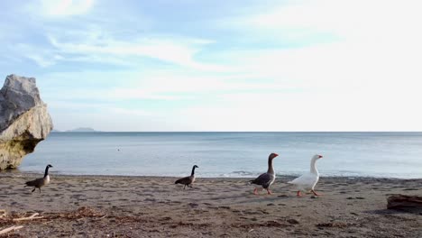 Canadian-Geese-Migrating-to-Warm-Sandy-Beaches---Walking-In-Front-"The-Stone-of-Lovers"---Natural-Sculpture-of-a-Heart-Shaped-Boulder-Rock-at-Preveli-Beach:-Island-of-Crete,-Greece---South-Coast