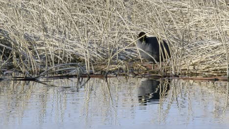 Amerikanischer-Blässhuhn-Vogel-Pflegt-Gefieder-In-Trockenen-Teich-Gras-Am-Rand-Des-Wassers
