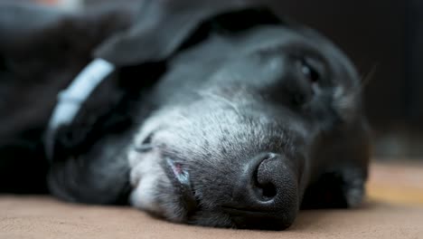 A-close-up-view,-with-a-narrow-focus-on-the-nose,-of-a-sleeping-black-dog-as-it-lies-on-a-home-floor
