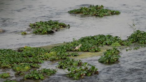 A-common-greenshank-searching-for-food-on-a-water-hyacinth-covered-sandbar-in-a-river