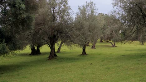 Wonderful-vegetation-of-Cornwall-park,-walk-through-olive-trees-in-Auckland