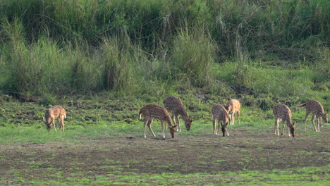 A-small-herd-of-spotted-deer-or-axis-deer-grazing-in-a-lush-green-meadow