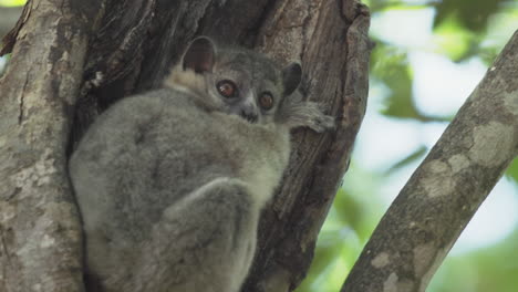 Verwilderter-Lemur-Döst-Tagsüber-In-Einem-Astloch