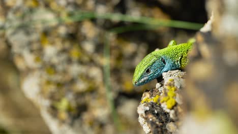 A-vibrant-lizard-basks-in-the-sun-on-a-rocky-surface,-its-colorful-scales-glinting-in-the-sunlight