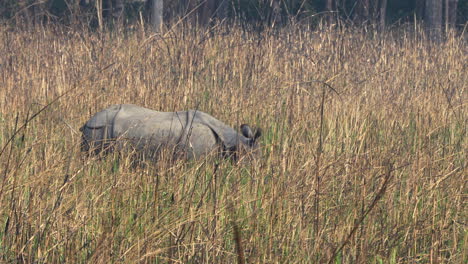 Un-Rinoceronte-Con-Cuernos-Parcialmente-Oculto-En-La-Alta-Hierba-Marrón-Del-Safari.