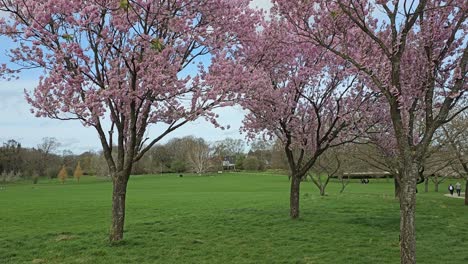 Sakura-blossom-in-an-urban-park-in-Aarhus,-Denmark