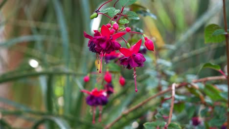 Rack-focus-shot-of-fuchsia-flowering-plants-blooming-in-the-botanical-garden