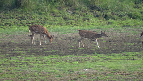 Some-axis-deer-or-spotted-deer-licking-mineral-from-the-ground