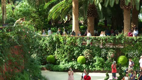 Menschen,-Die-Singapurs-Beliebte-Touristenattraktion-Besuchen-Und-Erkunden,-Das-Größte-Glasgewächshaus-Der-Welt,-Bekannt-Als-Flower-Dome,-Eingebettet-In-Den-üppigen-Wintergarten-Der-Gardens-By-The-Bay