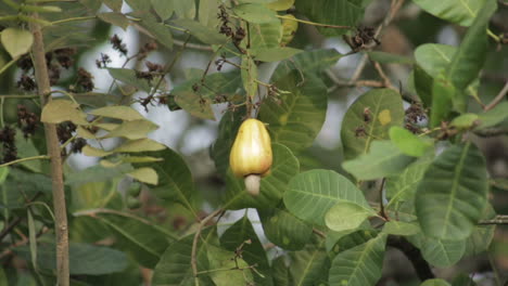 Close-up-static-shot-of-cashew-ripening-on-tree