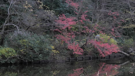 Im-Herbst-Ist-Der-Shakuji-Park-In-Tokio-Sehr-Schön-Und-Besonders