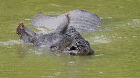 A-close-up-shot-of-an-alarmed-Indian-one-horned-rhino-submerged-in-a-lake-cooling-off-on-a-hot-day