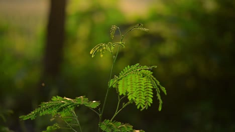 Plant-against-green-forest-leaves-background