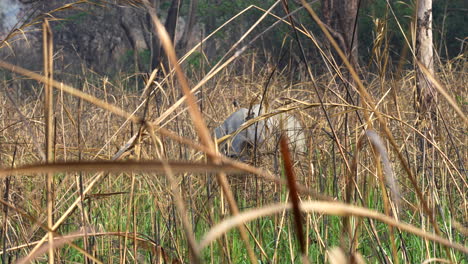 A-one-horned-rhino-partially-concealed-in-the-tall-brown-grass-of-the-safari