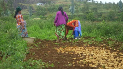 Indische-Bäuerinnen-Ernten-Bio-Kartoffeln-Auf-Dem-Feld